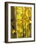 Aspen Highlights-Danny Head-Framed Photographic Print