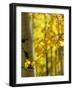 Aspen Highlights-Danny Head-Framed Photographic Print