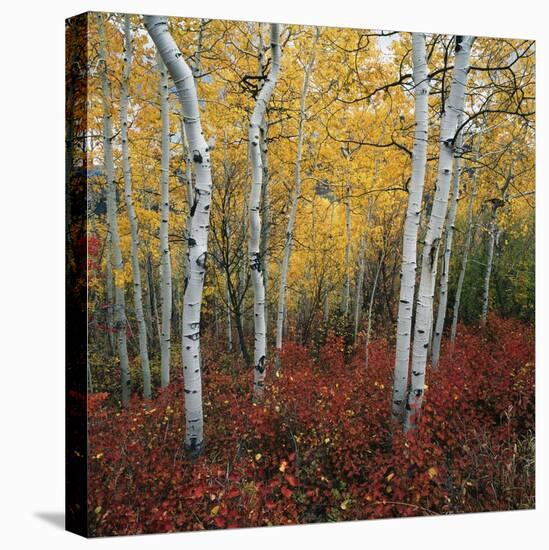 Aspen in autumn at Uinta National Forest-Micha Pawlitzki-Stretched Canvas