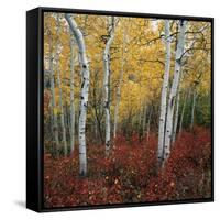 Aspen in autumn at Uinta National Forest-Micha Pawlitzki-Framed Stretched Canvas