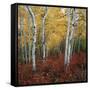 Aspen in autumn at Uinta National Forest-Micha Pawlitzki-Framed Stretched Canvas