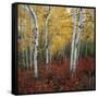 Aspen in autumn at Uinta National Forest-Micha Pawlitzki-Framed Stretched Canvas