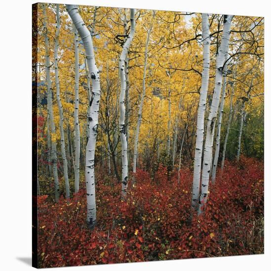 Aspen in autumn at Uinta National Forest-Micha Pawlitzki-Stretched Canvas