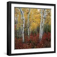 Aspen in autumn at Uinta National Forest-Micha Pawlitzki-Framed Premium Photographic Print