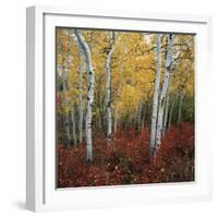 Aspen in autumn at Uinta National Forest-Micha Pawlitzki-Framed Premium Photographic Print