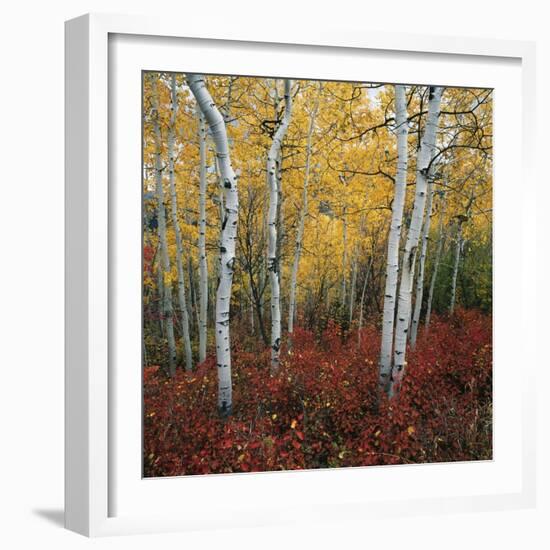 Aspen in autumn at Uinta National Forest-Micha Pawlitzki-Framed Premium Photographic Print