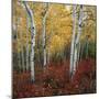 Aspen in autumn at Uinta National Forest-Micha Pawlitzki-Mounted Premium Photographic Print