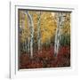 Aspen in autumn at Uinta National Forest-Micha Pawlitzki-Framed Photographic Print