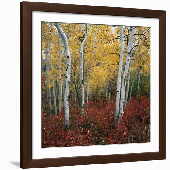 Aspen in autumn at Uinta National Forest-Micha Pawlitzki-Framed Photographic Print