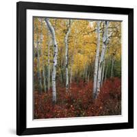 Aspen in autumn at Uinta National Forest-Micha Pawlitzki-Framed Photographic Print