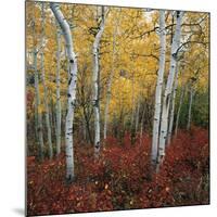 Aspen in autumn at Uinta National Forest-Micha Pawlitzki-Mounted Photographic Print