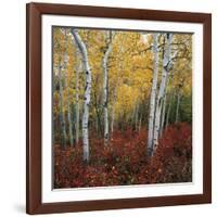 Aspen in autumn at Uinta National Forest-Micha Pawlitzki-Framed Photographic Print