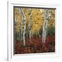 Aspen in autumn at Uinta National Forest-Micha Pawlitzki-Framed Photographic Print