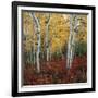 Aspen in autumn at Uinta National Forest-Micha Pawlitzki-Framed Photographic Print