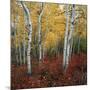 Aspen in autumn at Uinta National Forest-Micha Pawlitzki-Mounted Photographic Print