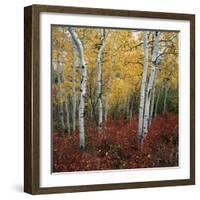 Aspen in autumn at Uinta National Forest-Micha Pawlitzki-Framed Photographic Print