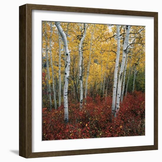 Aspen in autumn at Uinta National Forest-Micha Pawlitzki-Framed Photographic Print