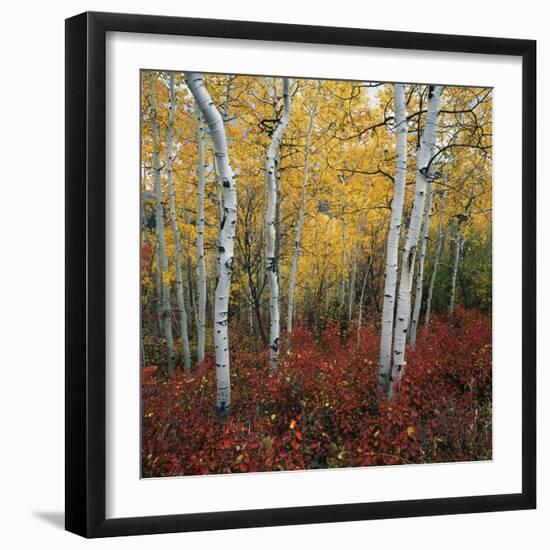 Aspen in autumn at Uinta National Forest-Micha Pawlitzki-Framed Photographic Print