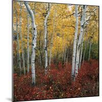 Aspen in autumn at Uinta National Forest-Micha Pawlitzki-Mounted Photographic Print