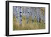 Aspen in Meadow-Don Paulson-Framed Giclee Print