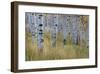 Aspen in Meadow-Don Paulson-Framed Giclee Print