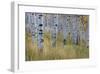 Aspen in Meadow-Don Paulson-Framed Giclee Print