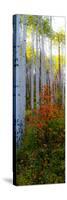 Aspen in the Day I-Kathy Mansfield-Stretched Canvas