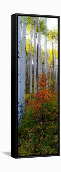 Aspen in the Day I-Kathy Mansfield-Framed Stretched Canvas