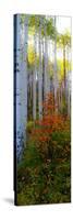 Aspen in the Day I-Kathy Mansfield-Stretched Canvas