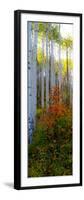 Aspen in the Day I-Kathy Mansfield-Framed Photographic Print