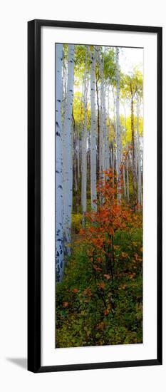 Aspen in the Day I-Kathy Mansfield-Framed Photographic Print