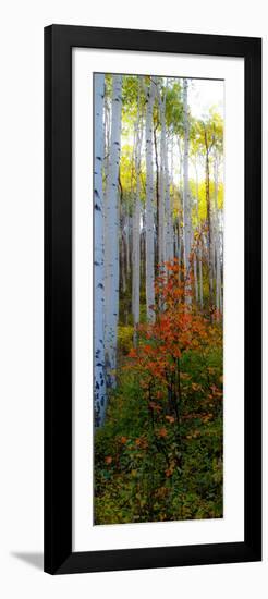 Aspen in the Day I-Kathy Mansfield-Framed Photographic Print