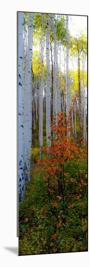 Aspen in the Day I-Kathy Mansfield-Mounted Photographic Print