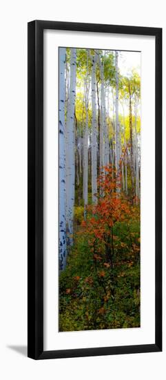 Aspen in the Day I-Kathy Mansfield-Framed Photographic Print