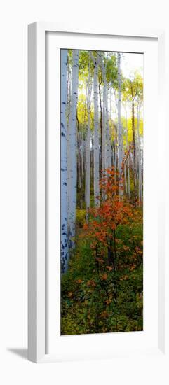 Aspen in the Day I-Kathy Mansfield-Framed Photographic Print