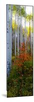Aspen in the Day I-Kathy Mansfield-Mounted Photographic Print