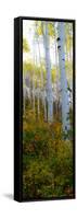 Aspen in the Day II-Kathy Mansfield-Framed Stretched Canvas