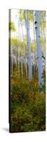 Aspen in the Day II-Kathy Mansfield-Stretched Canvas