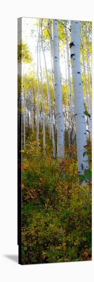 Aspen in the Day II-Kathy Mansfield-Stretched Canvas