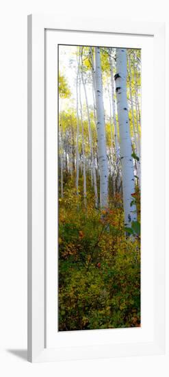 Aspen in the Day II-Kathy Mansfield-Framed Photographic Print