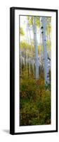 Aspen in the Day II-Kathy Mansfield-Framed Photographic Print