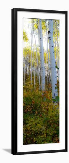 Aspen in the Day II-Kathy Mansfield-Framed Photographic Print