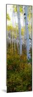 Aspen in the Day II-Kathy Mansfield-Mounted Photographic Print