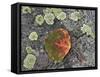 Aspen Leaf Turning Red and Orange on a Lichen-Covered Rock-James Hager-Framed Stretched Canvas