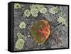 Aspen Leaf Turning Red and Orange on a Lichen-Covered Rock-James Hager-Framed Stretched Canvas