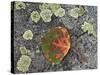 Aspen Leaf Turning Red and Orange on a Lichen-Covered Rock-James Hager-Stretched Canvas