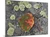 Aspen Leaf Turning Red and Orange on a Lichen-Covered Rock-James Hager-Mounted Premium Photographic Print