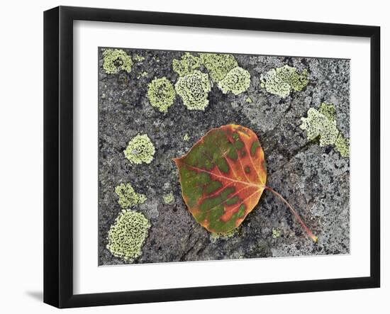 Aspen Leaf Turning Red and Orange on a Lichen-Covered Rock-James Hager-Framed Photographic Print