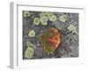 Aspen Leaf Turning Red and Orange on a Lichen-Covered Rock-James Hager-Framed Photographic Print