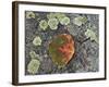 Aspen Leaf Turning Red and Orange on a Lichen-Covered Rock-James Hager-Framed Photographic Print